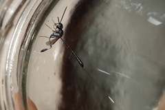 Gasteruption jaculator