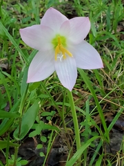 Zephyranthes robusta