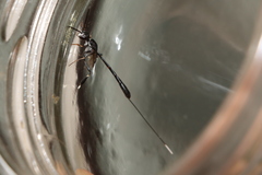 Gasteruption jaculator