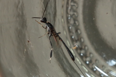 Gasteruption jaculator