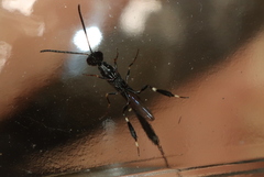 Gasteruption jaculator