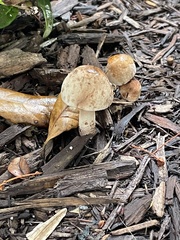 Agaricaceae