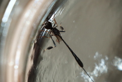 Gasteruption jaculator