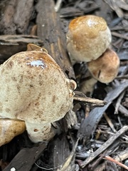 Agaricaceae