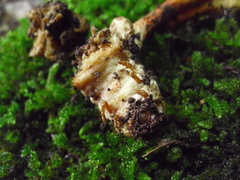 Ophiocordyceps melolonthae image
