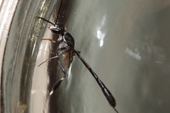 Gasteruption jaculator