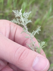 Artemisia pontica
