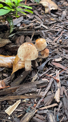 Agaricaceae