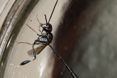 Gasteruption jaculator