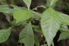 Sphaerodactylus notatus notatus