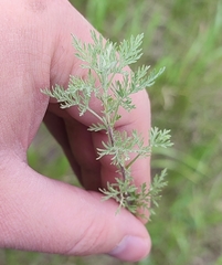 Artemisia pontica