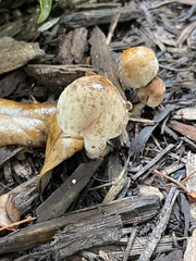 Agaricaceae