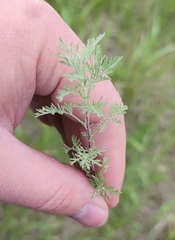 Artemisia pontica
