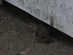 Notocitellus annulatus