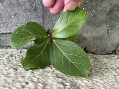 Ficus benghalensis