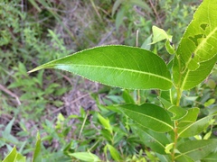 Salix lucida lucida