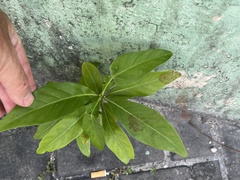 Magnoliopsida