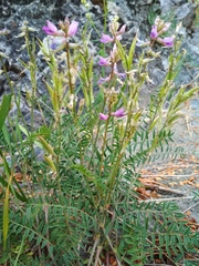 Oxytropis teres