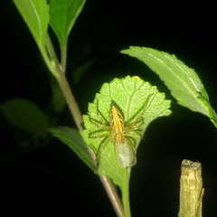 Oxyopes