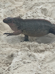 Cyclura cychlura