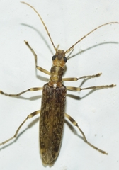 Oedemera marmorata