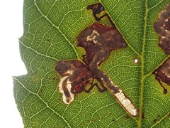 Ectoedemia heringella