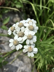 Achillea biserrata