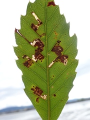 Ectoedemia heringella