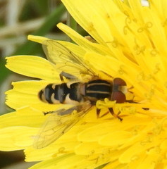 Anasimyia anausis
