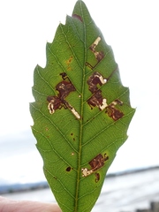 Ectoedemia heringella