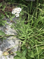 Achillea biserrata