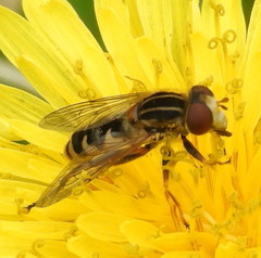 Anasimyia anausis