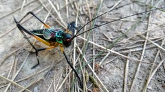 Pterophylla beltrani