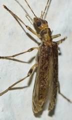 Oedemera marmorata