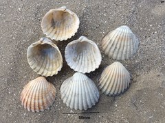 Acanthocardia echinata