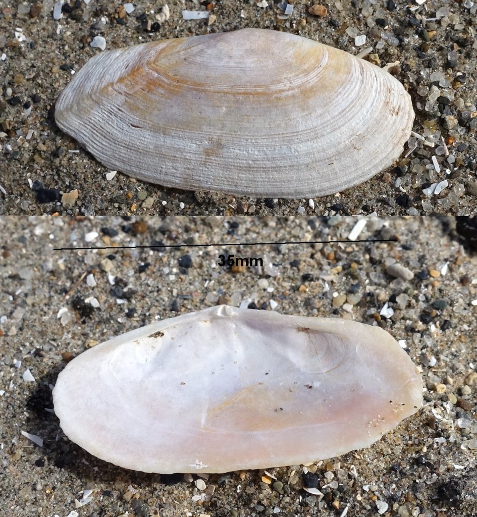 Faroe Sunset Shell