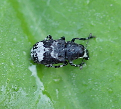 Tropideres albirostris