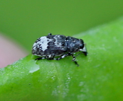 Tropideres albirostris