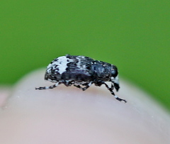 Tropideres albirostris