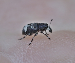 Tropideres albirostris
