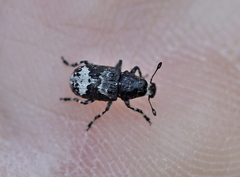Tropideres albirostris