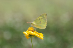 Colias poliographus