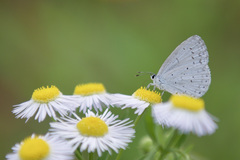 Celastrina argiolus
