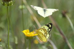 Colias poliographus