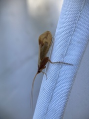 Platycentropus radiatus