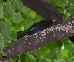 Turdus merula