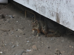 Notocitellus annulatus