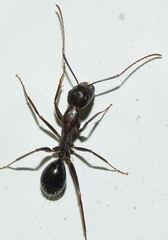 Camponotus sylvaticus