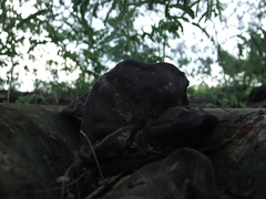 Enterolobium cyclocarpum