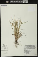 Carex × subviridula